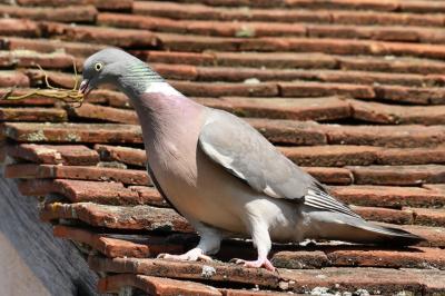 Columba palumbus