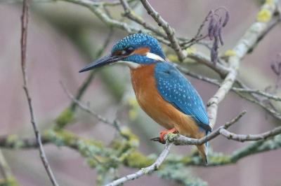 Alcedo atthis