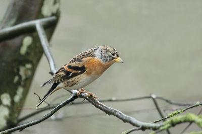 Fringilla montifringilla