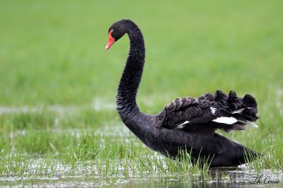 Cygne noir