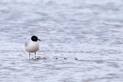 Mouette mélanocéphale