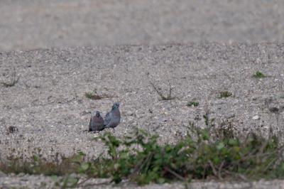 Pigeon colombin