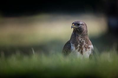Buse variable