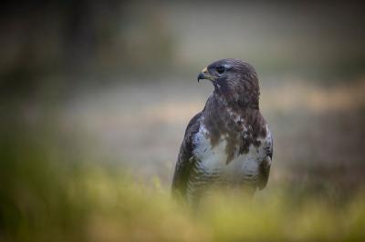 Buse variable