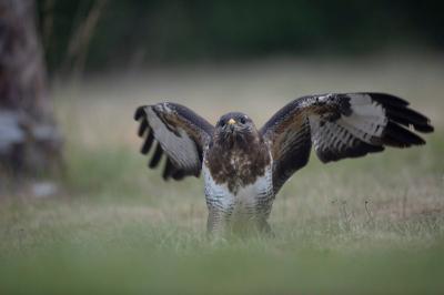 Buse variable