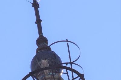 Faucon pèlerin