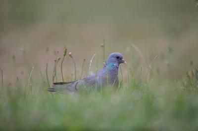 Pigeon colombin