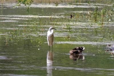 Grande Aigrette