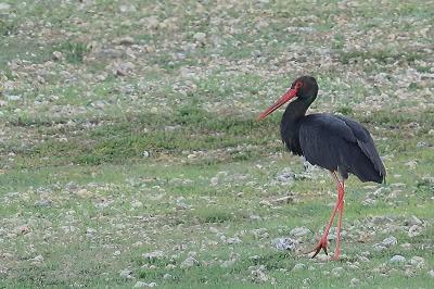 Cigogne noire