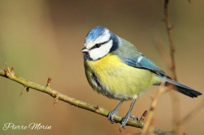 Cyanistes caeruleus