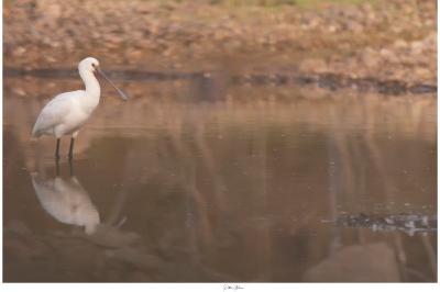 Platalea leucorodia