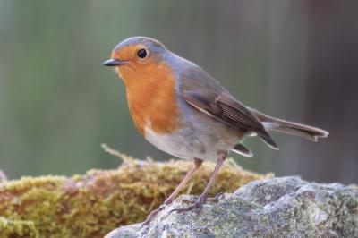 Erithacus rubecula