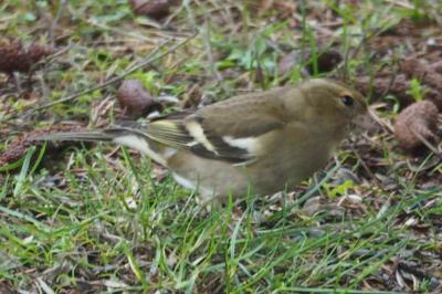 Fringilla coelebs