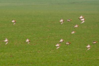 Pluvialis apricaria