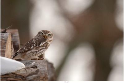 Athene noctua