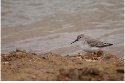 Calidris alpina