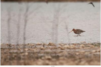Limosa limosa