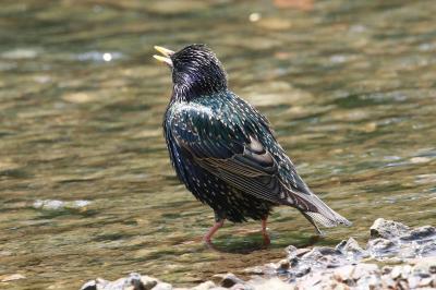 Sturnus vulgaris