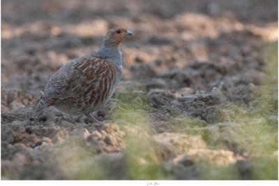 Perdix perdix