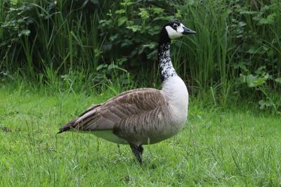 Branta canadensis