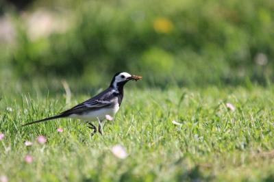Motacilla alba alba