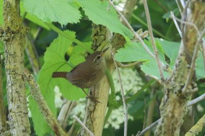 Troglodytes troglodytes