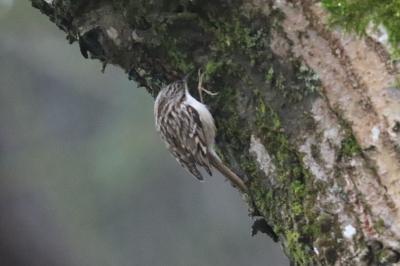 Certhia brachydactyla