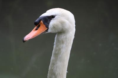 Cygnus olor
