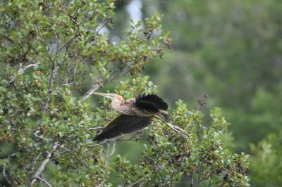 Ardea purpurea