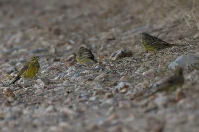 Emberiza citrinella