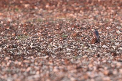 Falco columbarius
