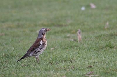 Turdus pilaris