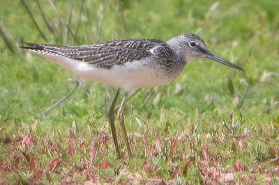 Tringa nebularia