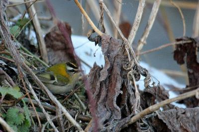 Regulus ignicapilla