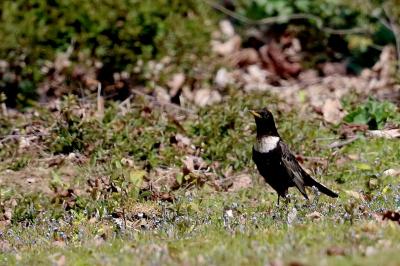 Turdus torquatus