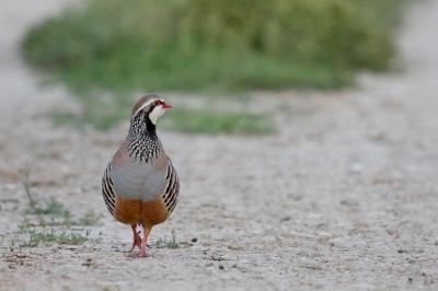 Alectoris rufa