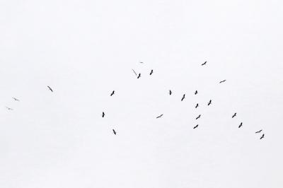 Ciconia ciconia