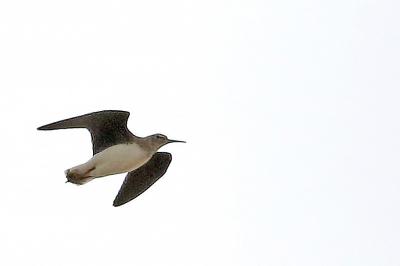 Tringa ochropus