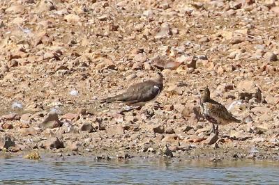 Pluvialis apricaria