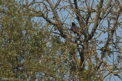 Falco peregrinus