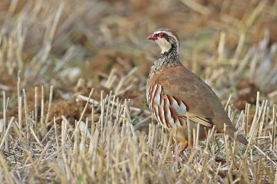 Alectoris rufa