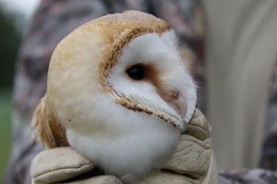 Tyto alba