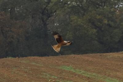 Milvus milvus