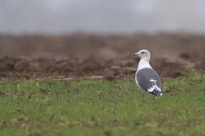 Larus fuscus