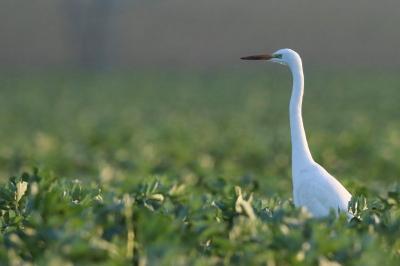 Ardea alba