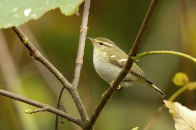 Phylloscopus inornatus