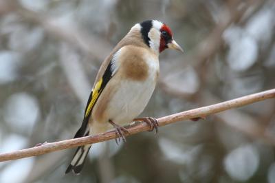 Carduelis carduelis