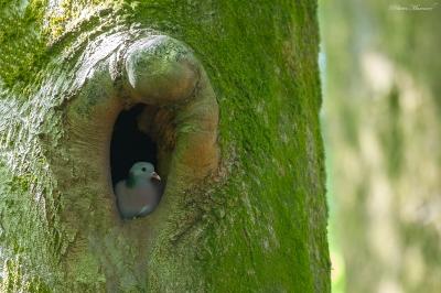 Columba oenas