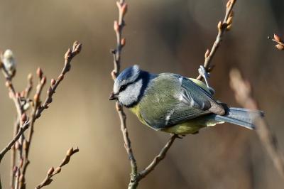 Cyanistes caeruleus
