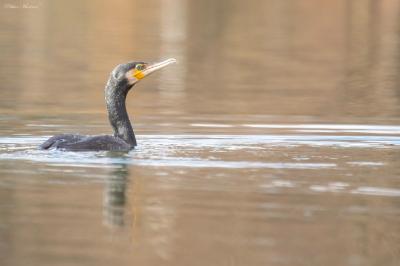 Phalacrocorax carbo